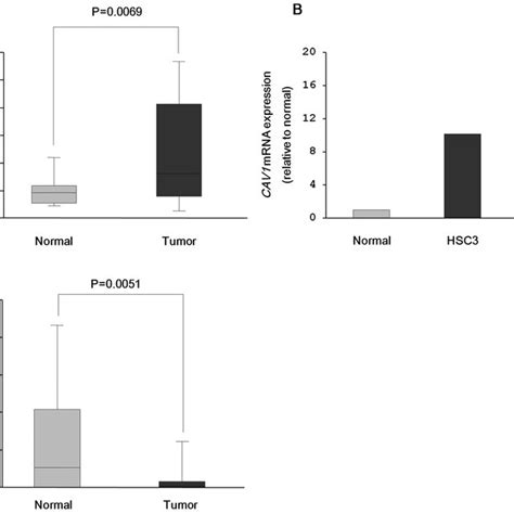 Cav1 Mrna Expression Levels From Clinical Specimens And Hnscc Cell