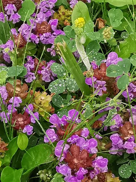 Kleine Braunelle Gewöhnliche Braunelle Prunella vulgaris Flickr