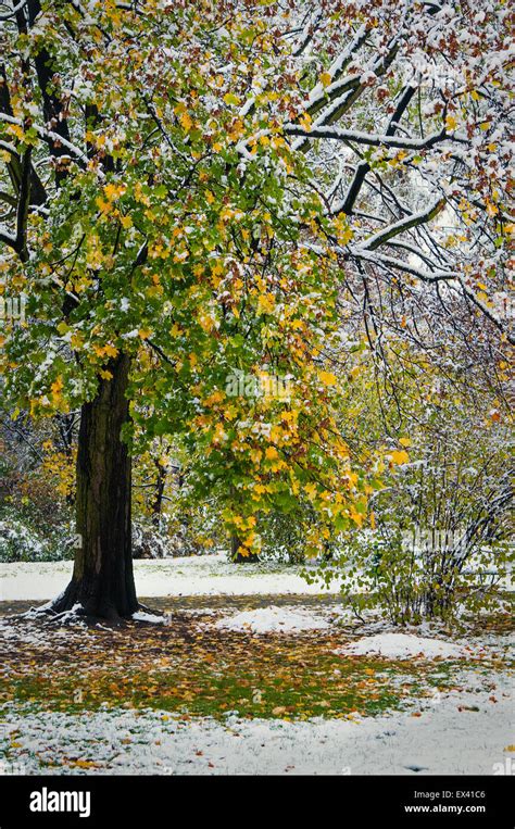 beautiful tree in the park in autumn Stock Photo - Alamy