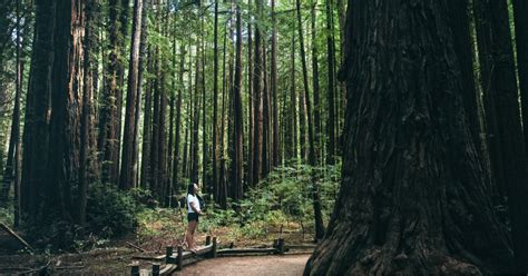 Seeing the California Coastal Redwoods on a Budget | ShermansTravel