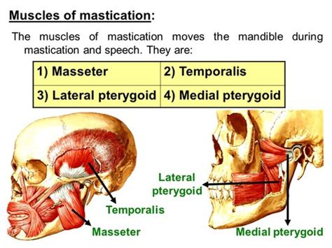 Muscles Mandible Movement And TMJ Movement Flashcards Quizlet