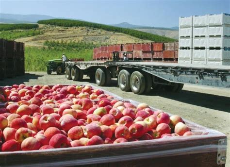 Potential For Huge Us Apple Crop Article Fruitnet