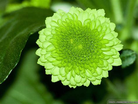 Green Flowers wallpaper | 1024x768 | #2457