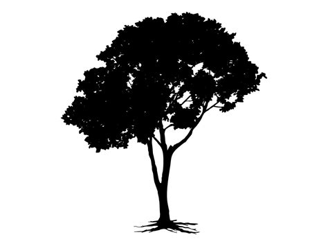 Black Branch Tree Or Naked Trees Silhouettes Hand Drawn Isolated