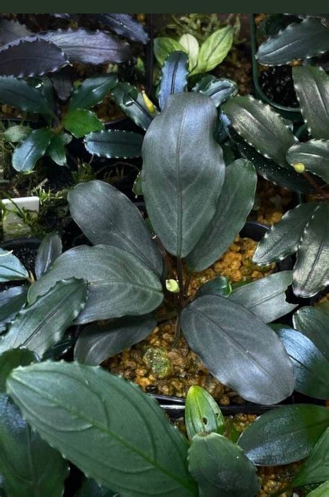 Yahoo オークション Bucephalandra sp Pearl gray TB