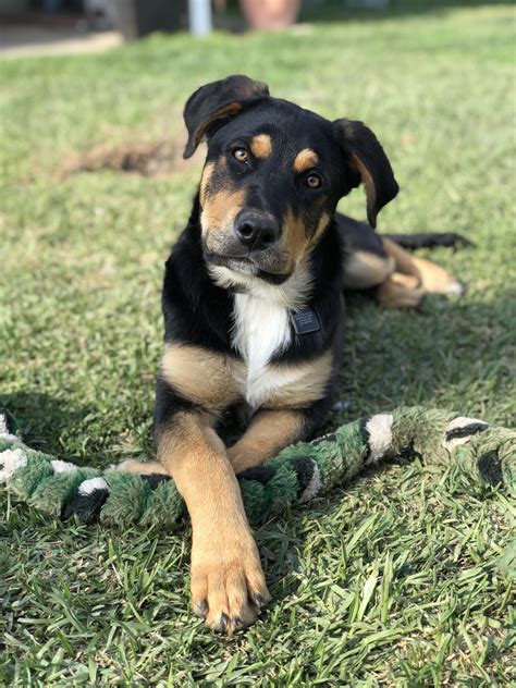 37 best r/rottweilers images on Pholder | Always wanted one of these