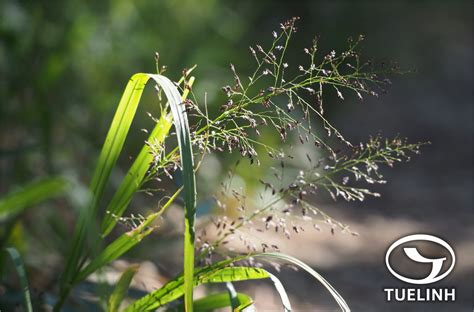 Eragrostis Ferruginea Thunb Beauv Tinh Th O S T