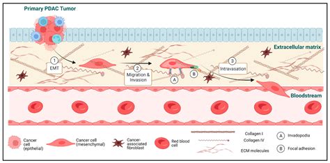 Cancers Free Full Text The Cell Biology Of Metastatic Invasion In