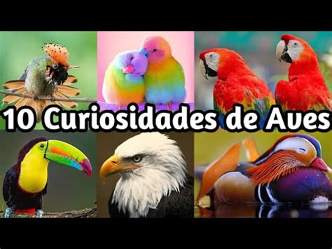 Curiosidades Sorprendentes Sobre Aves Loros Y Guacamayos