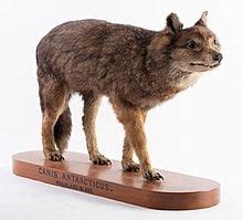 The Warrah (or Falkland Islands Wolf) was the only native land mammal ...