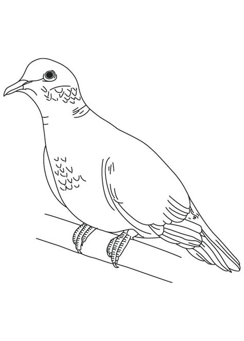 Dove Outline Drawing at GetDrawings | Free download