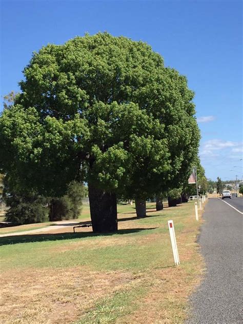 Plantfiles Pictures Narrow Leaf Bottletree Queensland Bottle Tree