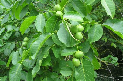 Walnut Tree Growth