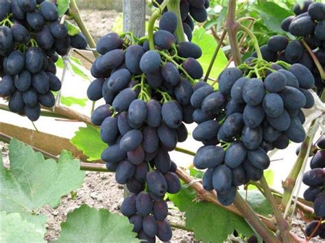 Moldova can get a high harvest of table grapes for the second year in a ...