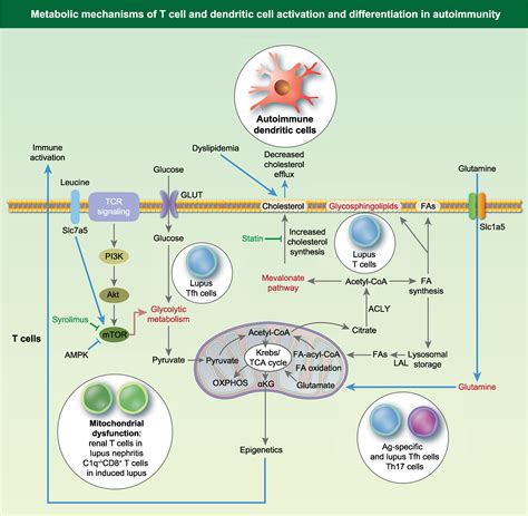 Immune Cell Metabolism In Autoimmunity Teng Clinical