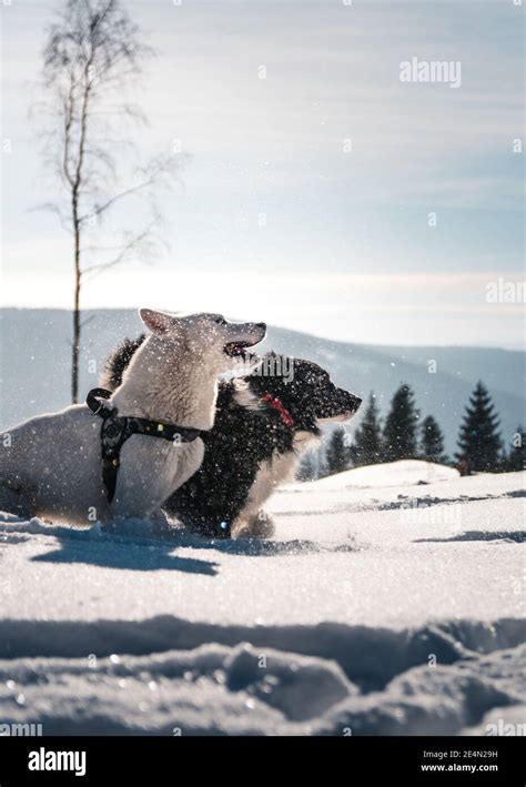 A winter landscape of border collie and white swiss shepherded dogs ...