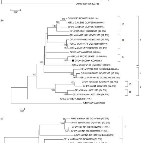 Phylogenetic Trees Based On Full Length Nucleotide Sequences Of A