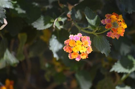 Annabanana: Arizona Desert Flowers