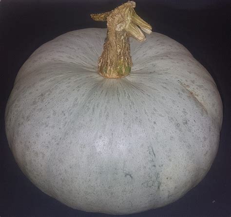 Crown Prince Pumpkin Mollys Pantry Uk Pumpkin Season