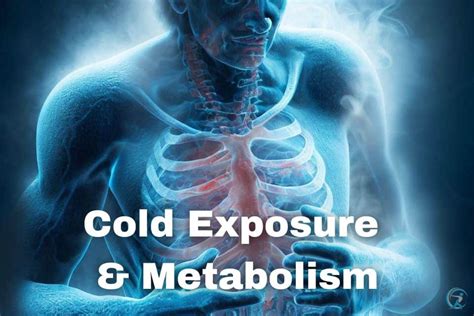 Cold Exposure And Metabolism How I Boosted My Fat Burning Hormones