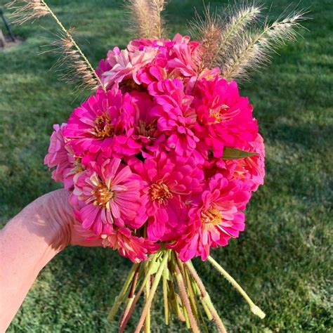 Zinnia bouquet | Zinnia bouquet, Zinnias, Flowers