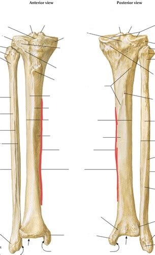 Tibia Fibula Patella Flashcards Quizlet