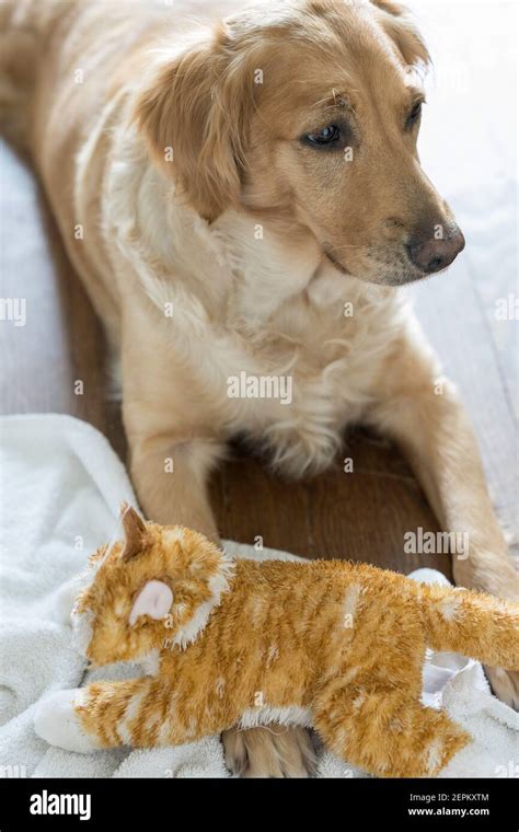 Dog And Cat Vertical Banque De Photographies Et Dimages à Haute