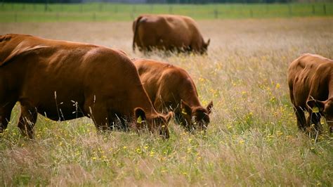 Vacas Pantorrillas Prado Verde Free Video On Pixabay