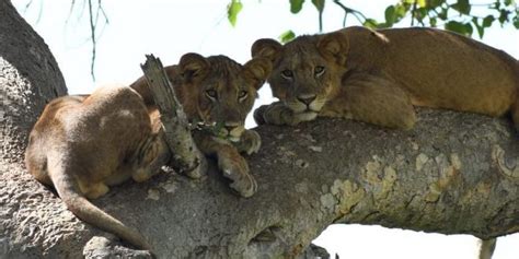 Uganda Safari A Visit To Tree Climbing Lions In Ishasha Sector