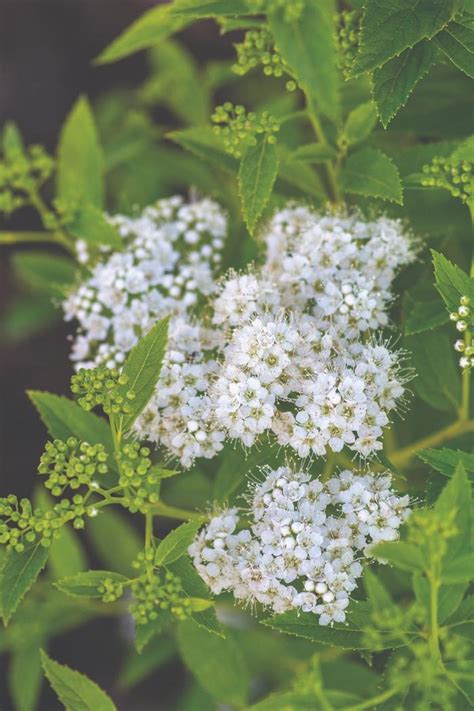 Spiraea japonica Empire® 'Yeti™' Conspiyet Spirea | Garden Center Marketing