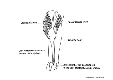 Solution Origin Of Gluteus Maximus From The Back Of The Sacrotuberous