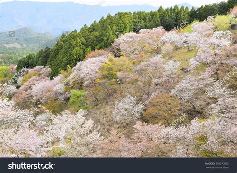 World Heritage Cherry Blossoms Yoshino Mountain Stock Photo 536340853 ...