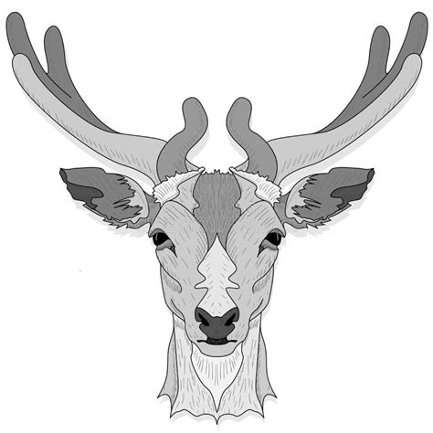 Stylized Deer Head Vector Monochrome Illustration Isolated On White