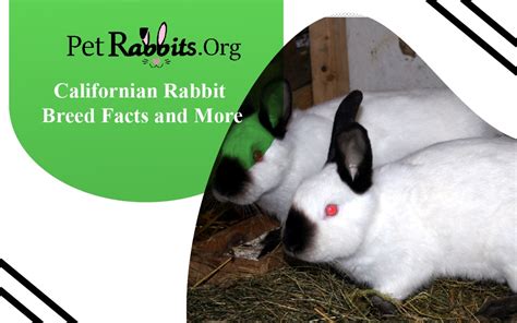 Californian Rabbit - Breed Facts and More