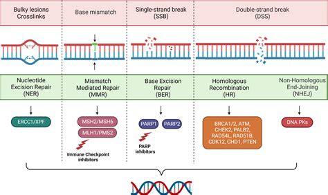 frontiers dna repair deficiency  circulating biomarker  prostate