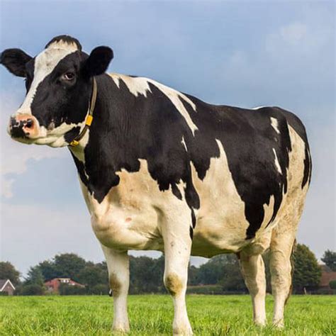 Holstein Friesian Cattle – FULL BRIGHT AGRICULTURE COMPANY