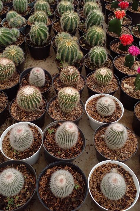 Various Cacti And Succulents Lined Up Neatly Ornamental Plants To Beautify A Place Top View