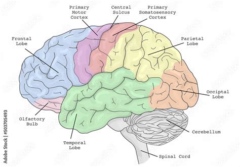 Primary Motor Cortex