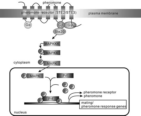 Fungal Pheromone Signaling Pathway During Mating Peptide Pheromone Download Scientific