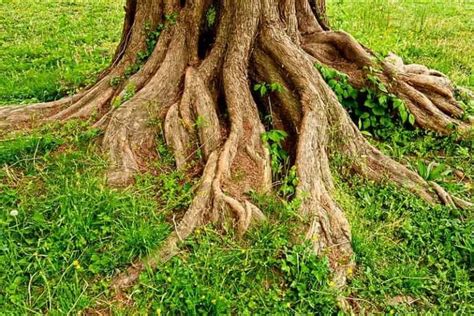 How To Remove Tree Roots From The Ground