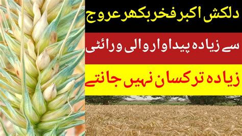 Best Wheat Variety From All Varieties High Yield Wheat Variety Wheat Harvesting Crops Grower