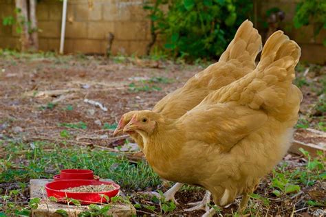 How Much Oyster Shells For Chickens At Diane Emily Blog