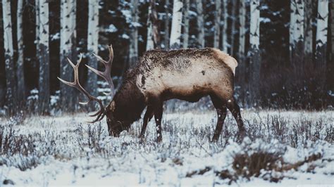 Elk Wallpapers - Top Free Elk Backgrounds - WallpaperAccess