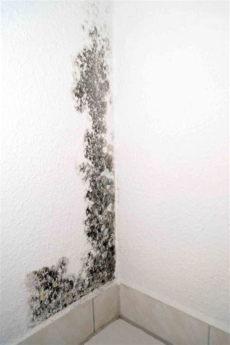 How To Spot Black Mold In Cape Coral