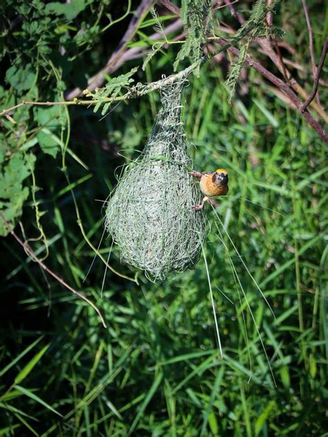 Baya Weaver Bird Perch On Its Nest Stock Image Image Of Green Grass