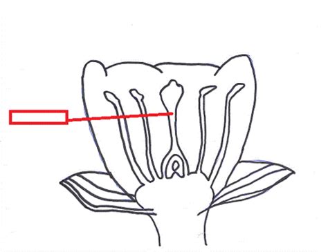 Biology Recap Flashcards Quizlet