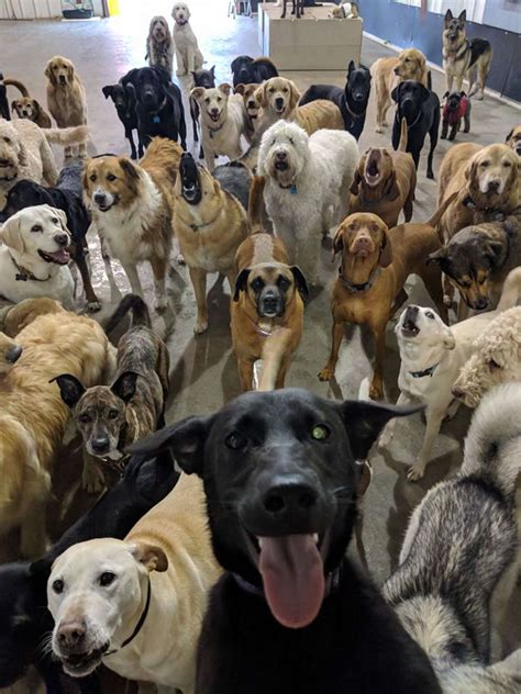 Perfect Dog Squad 'Selfie' At Ohio Daycare Center Goes Viral - The Dodo