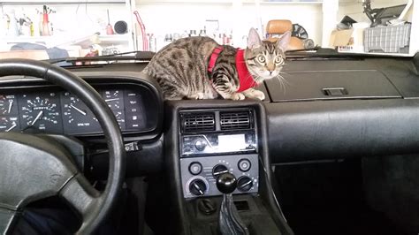 My New Dash Cat Gives Meow By Meow Navigation Raww