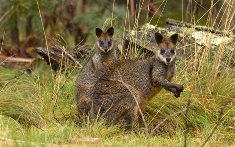 Swamp wallabies - Australian Geographic