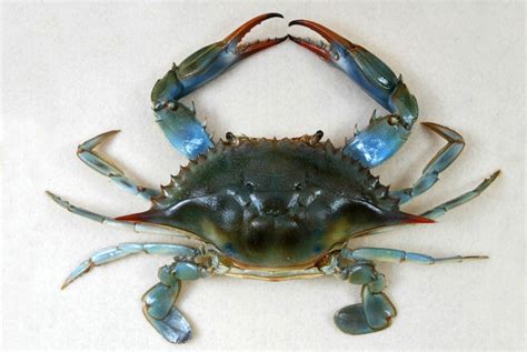 Researchers Sequence Genome Of Blue Crab Scinews